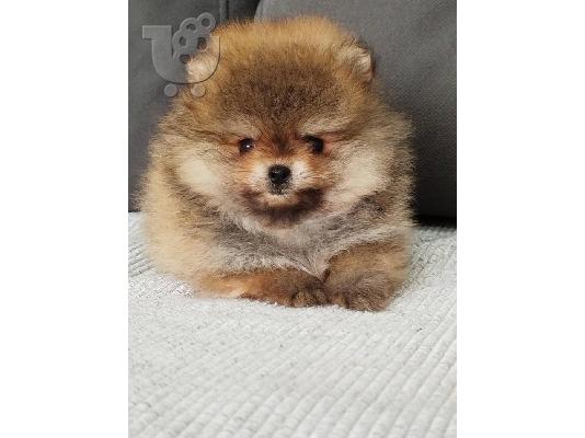 PoulaTo: Όμορφα κουτάβια Pomeranian Spitz